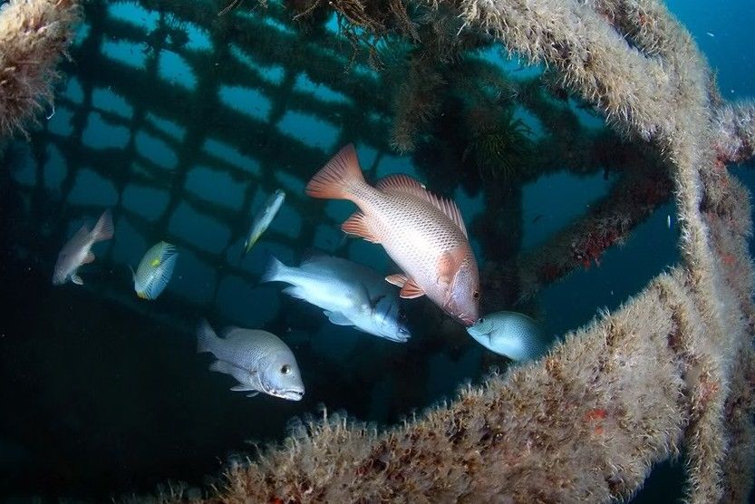 人工魚礁 人工魚礁